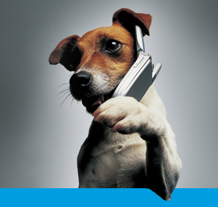 Contact Waggy Doggy Doodahs - Doggy Ice-cream UK Suppliers, Wholesale